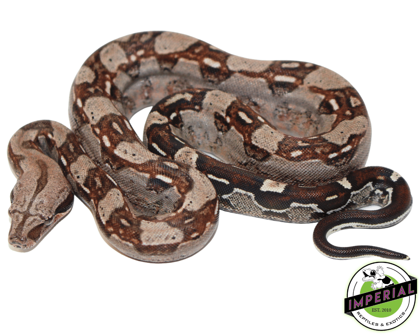 Aztec Boa Baby