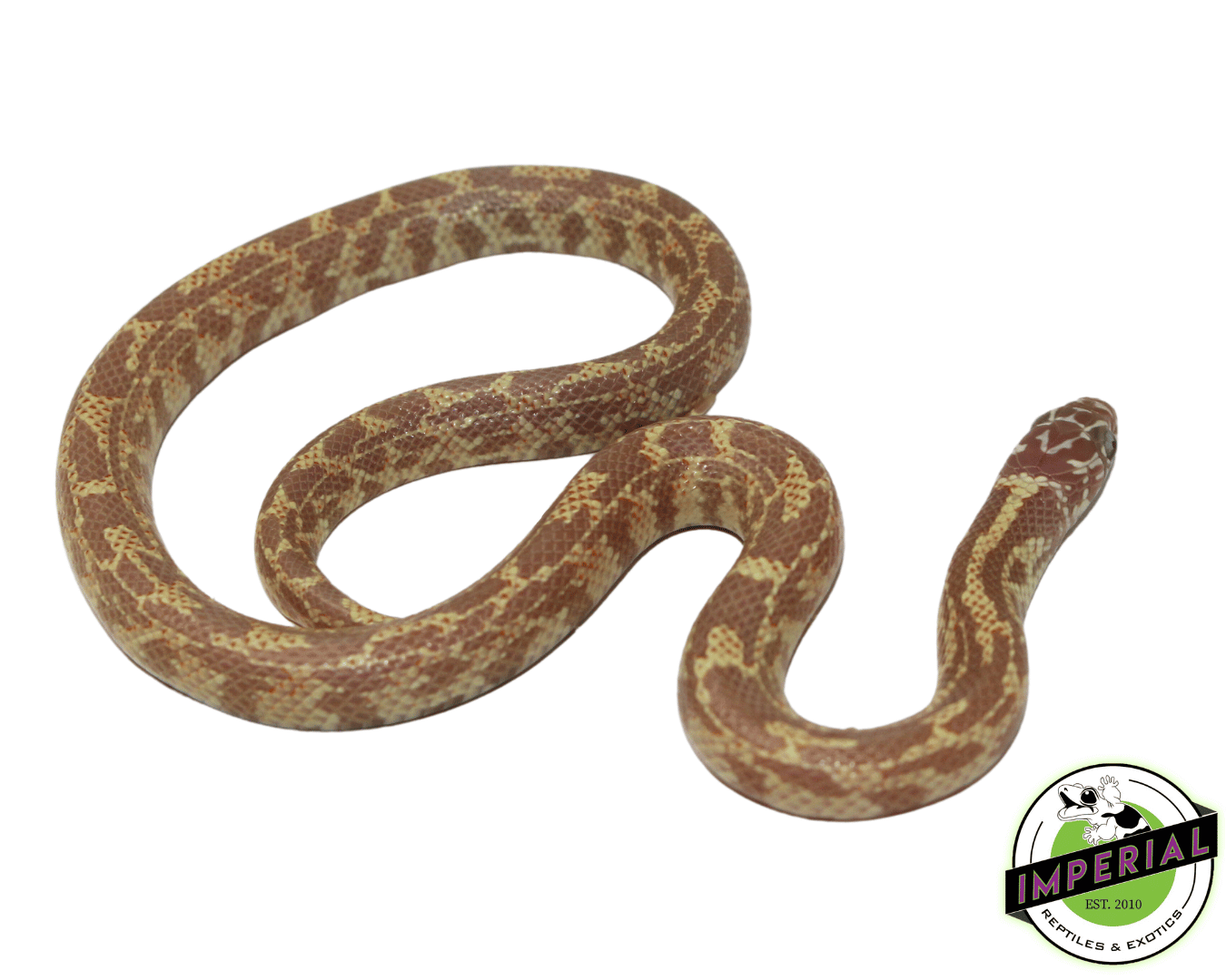 Baby Albino Mosaic Florida Kingsnake — image 2