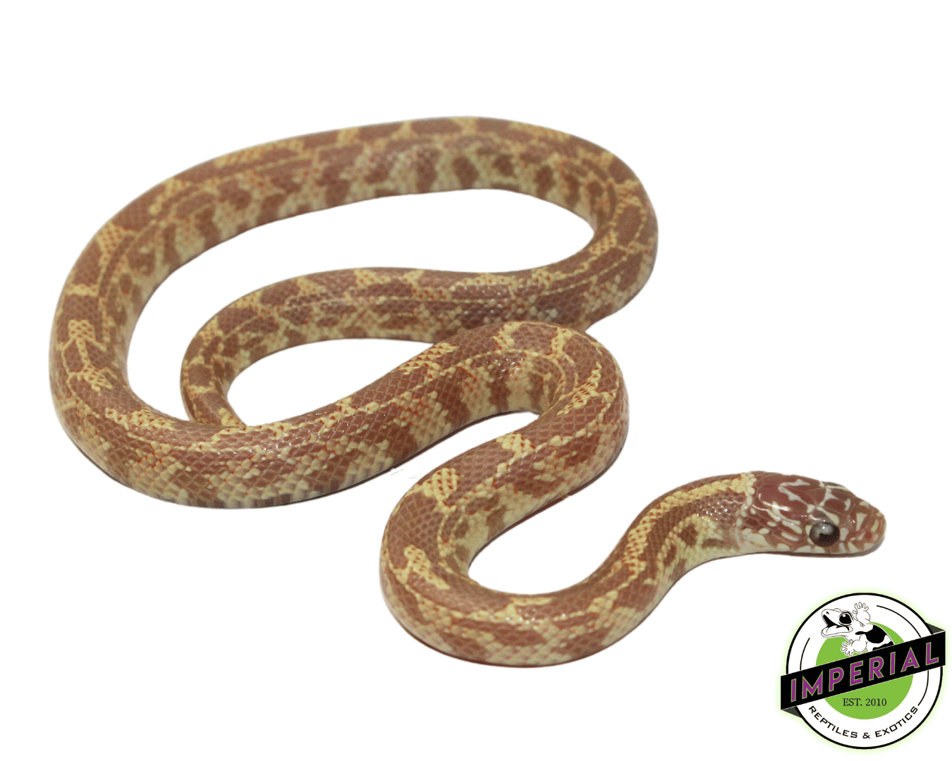 Baby Albino Mosaic Florida Kingsnake