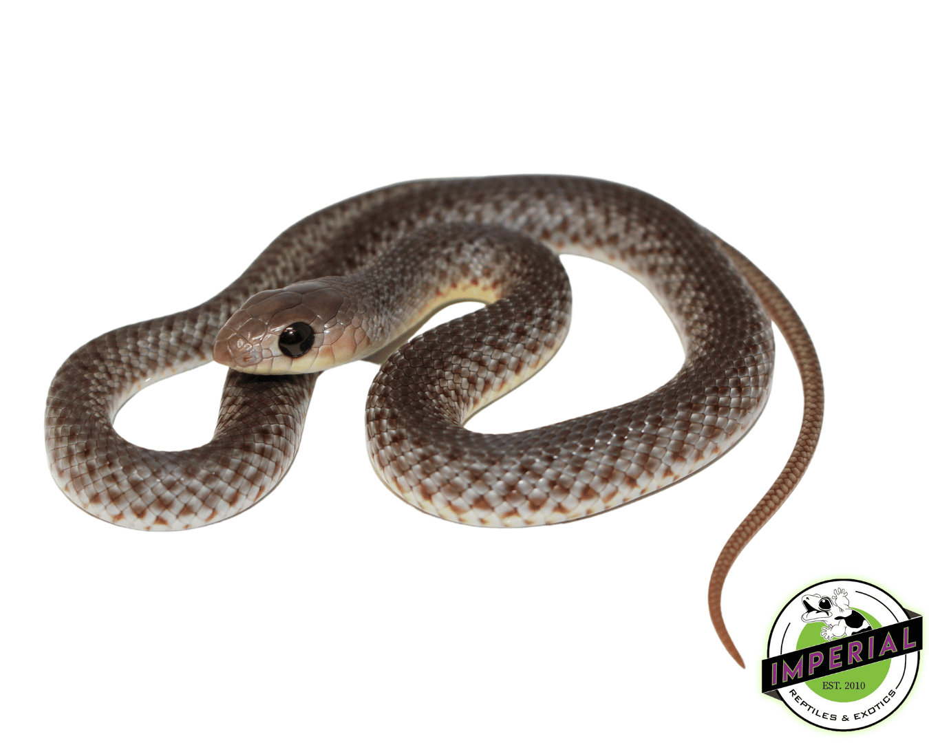 Baby Beak Snake
