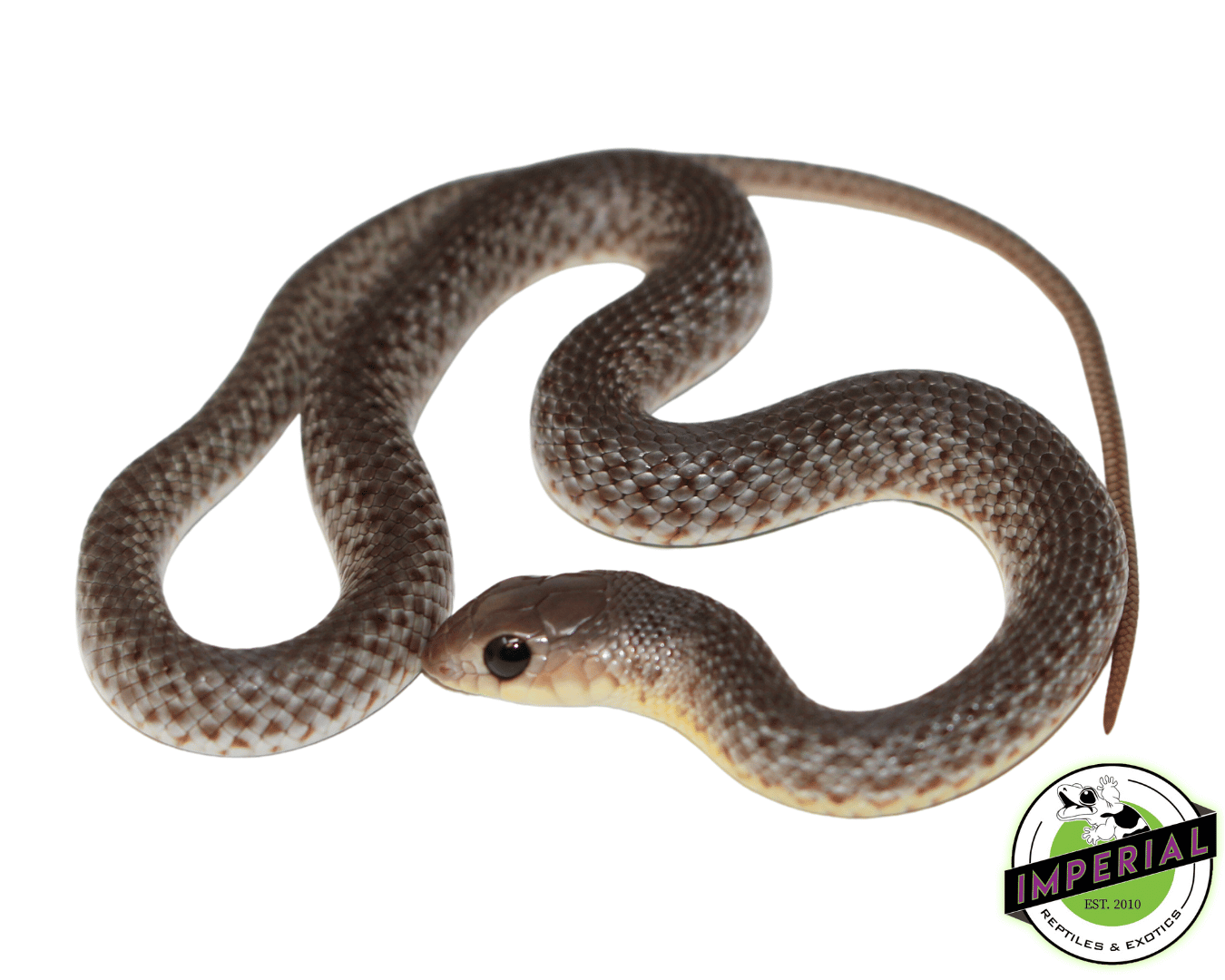 Baby Beak Snake — image 2