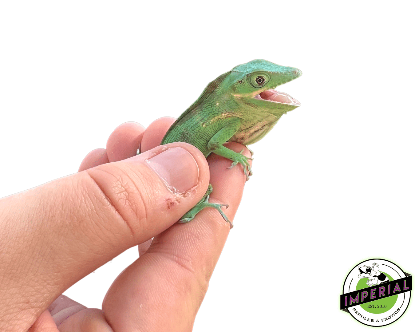 Baby Blue Beauty Knight Anole (Anolis equestris potior) — image 2
