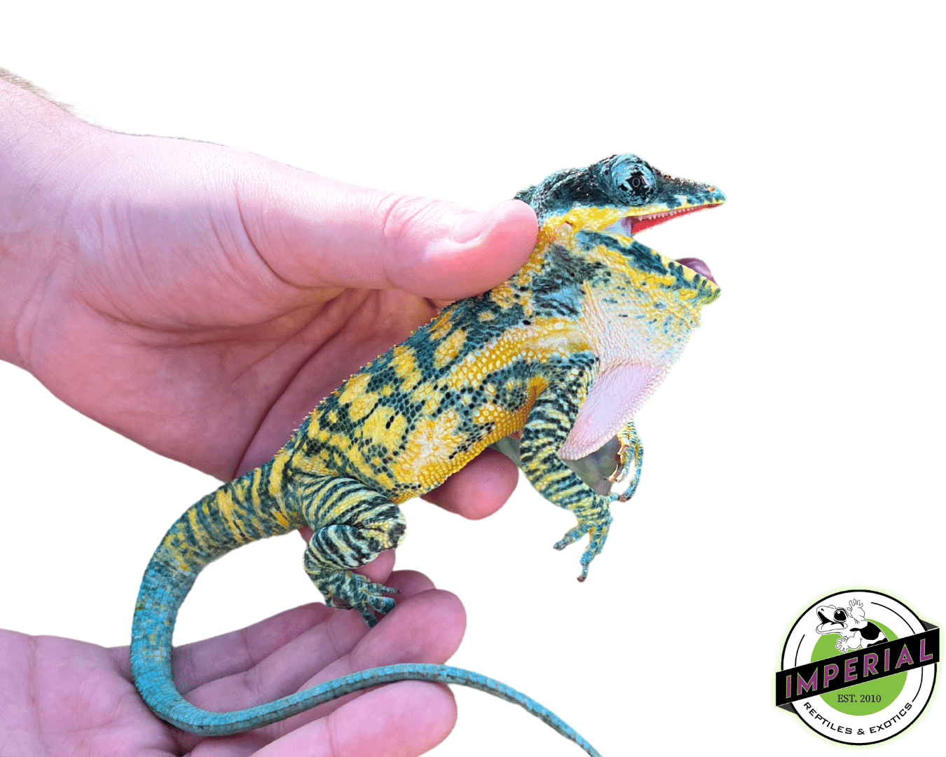Baby Blue Beauty Knight Anole (Anolis equestris potior)