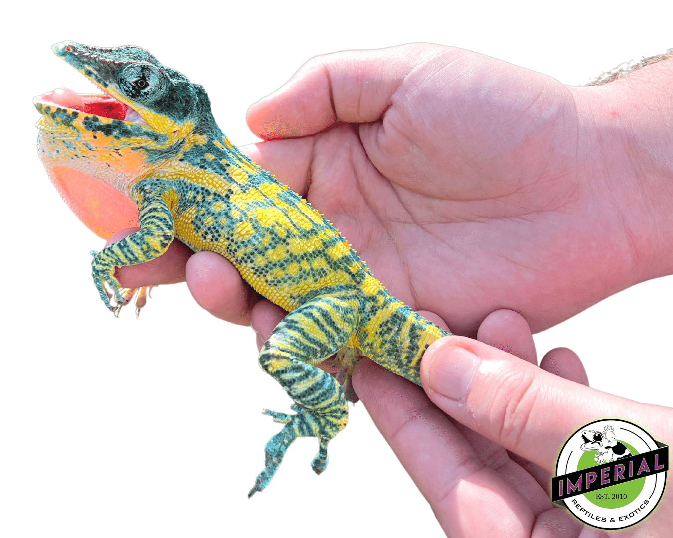Baby Blue Beauty Knight Anole (Anolis equestris potior) — image 3