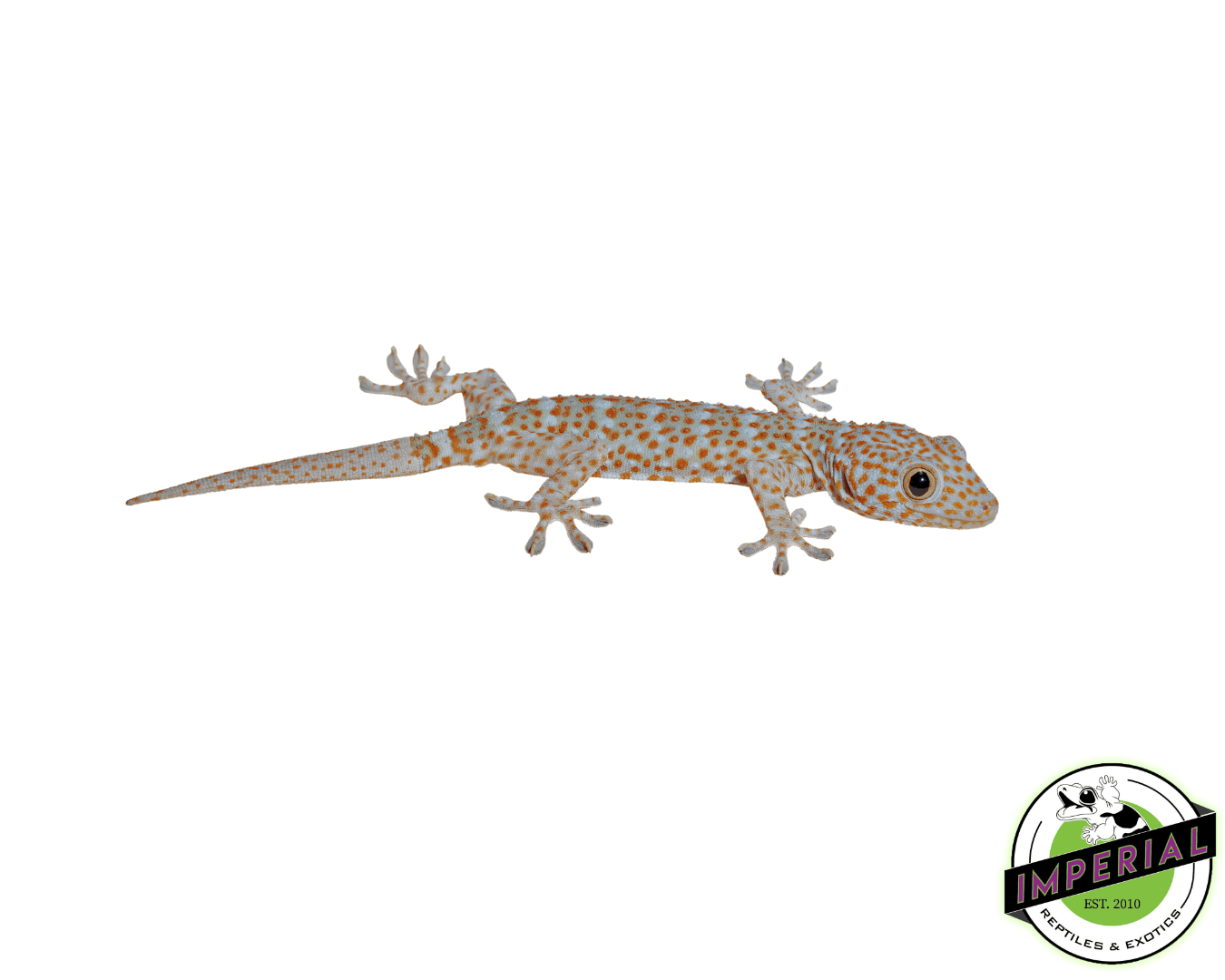 Baby Tokay Gecko