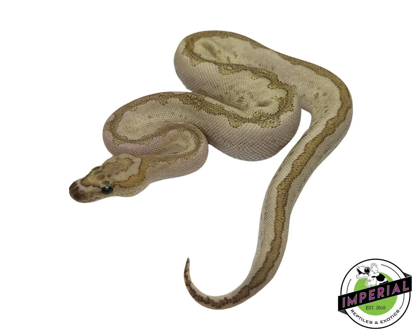 Bamboo Clown Ball Python — image 2