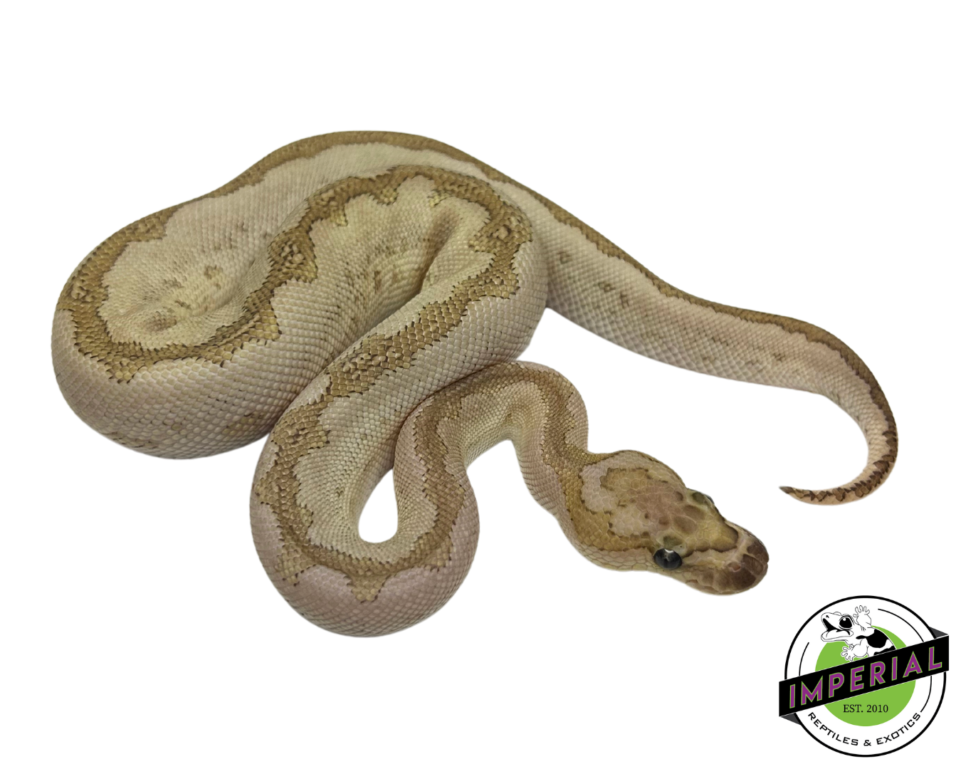 Bamboo Clown Ball Python