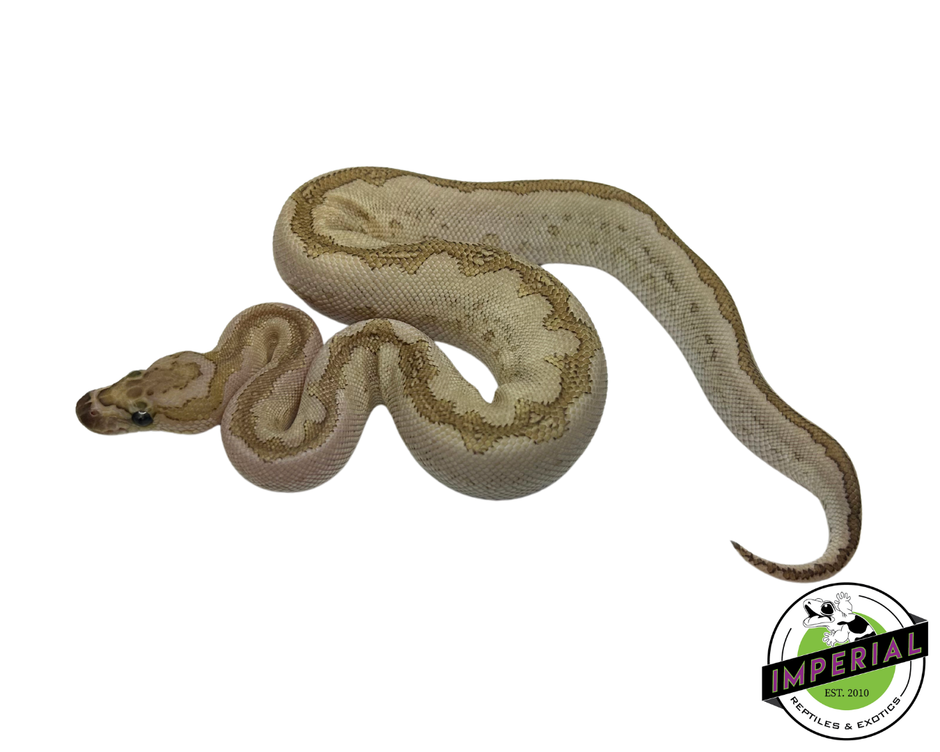 Bamboo Clown Ball Python — image 3