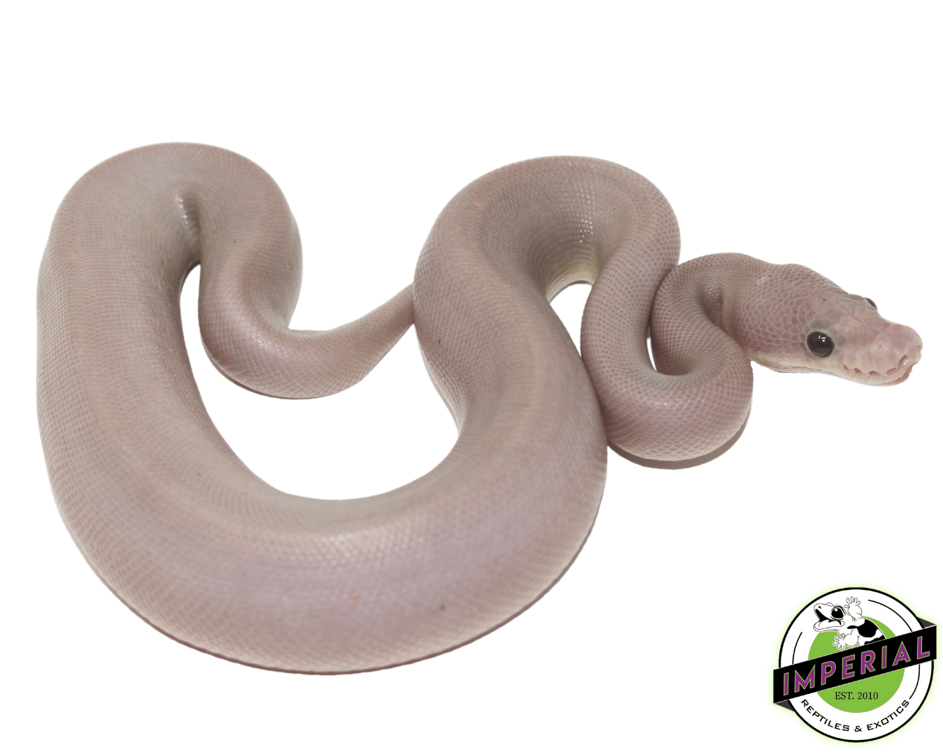 Banana 8 Ball Python Baby