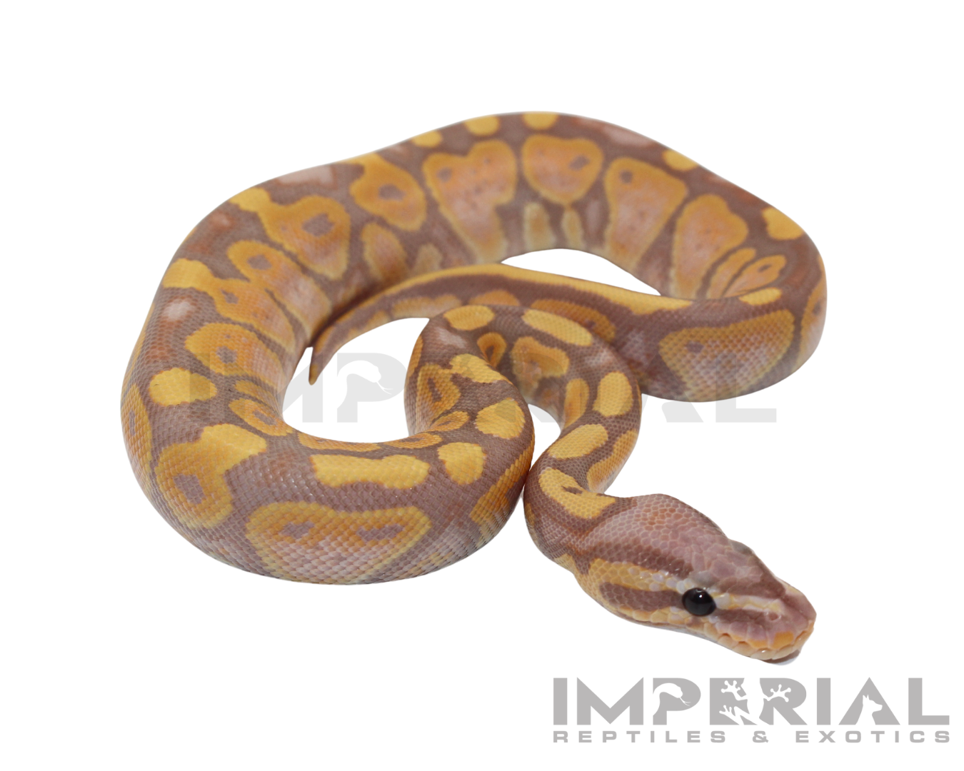 Banana Ball Python
