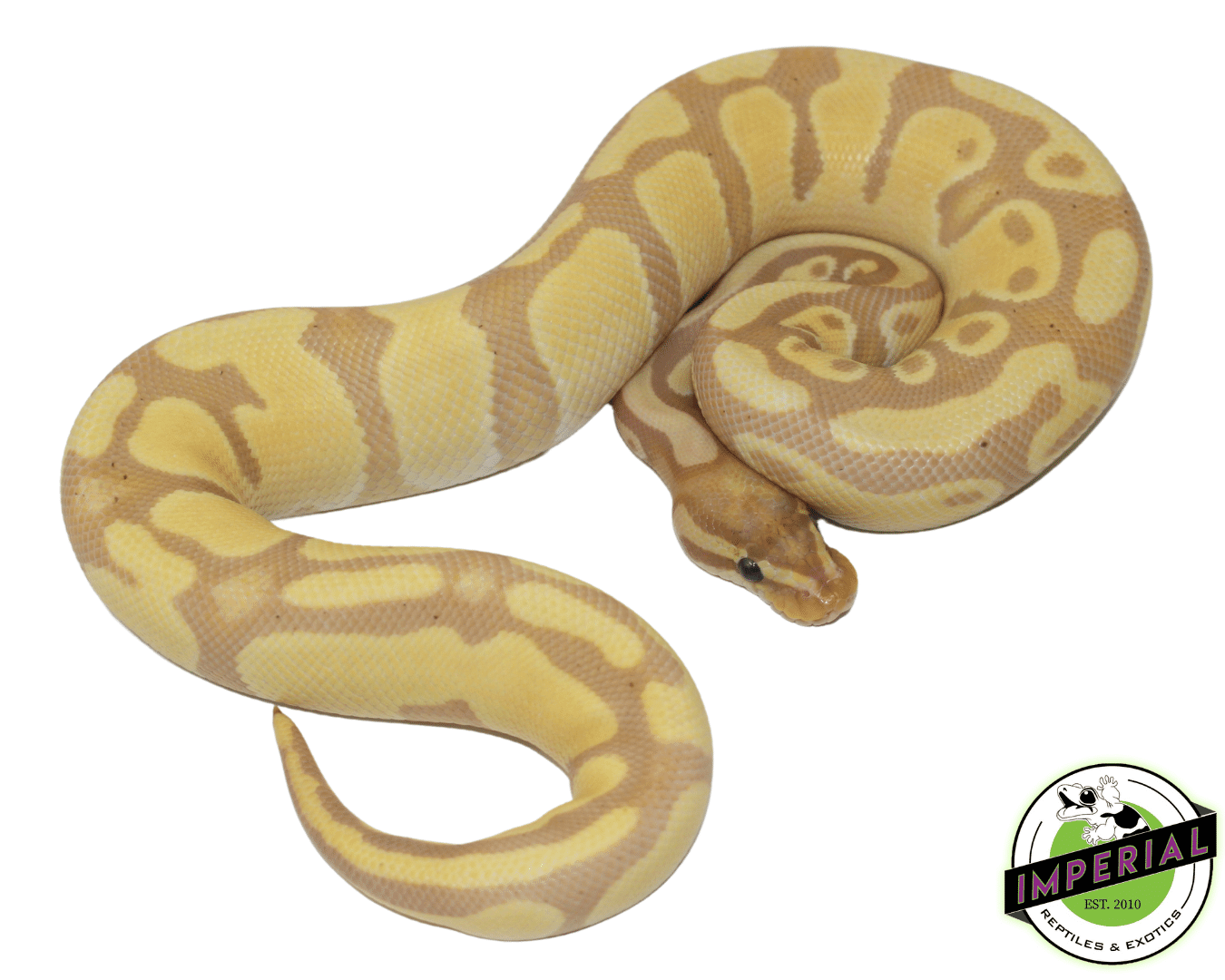 Banana Het. Pied Ball Python Sub Adult