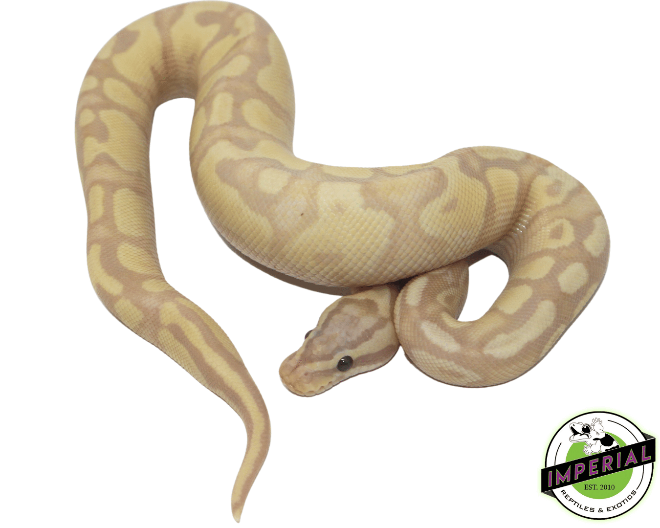 Banana Pastel Fire Ball Python — image 2