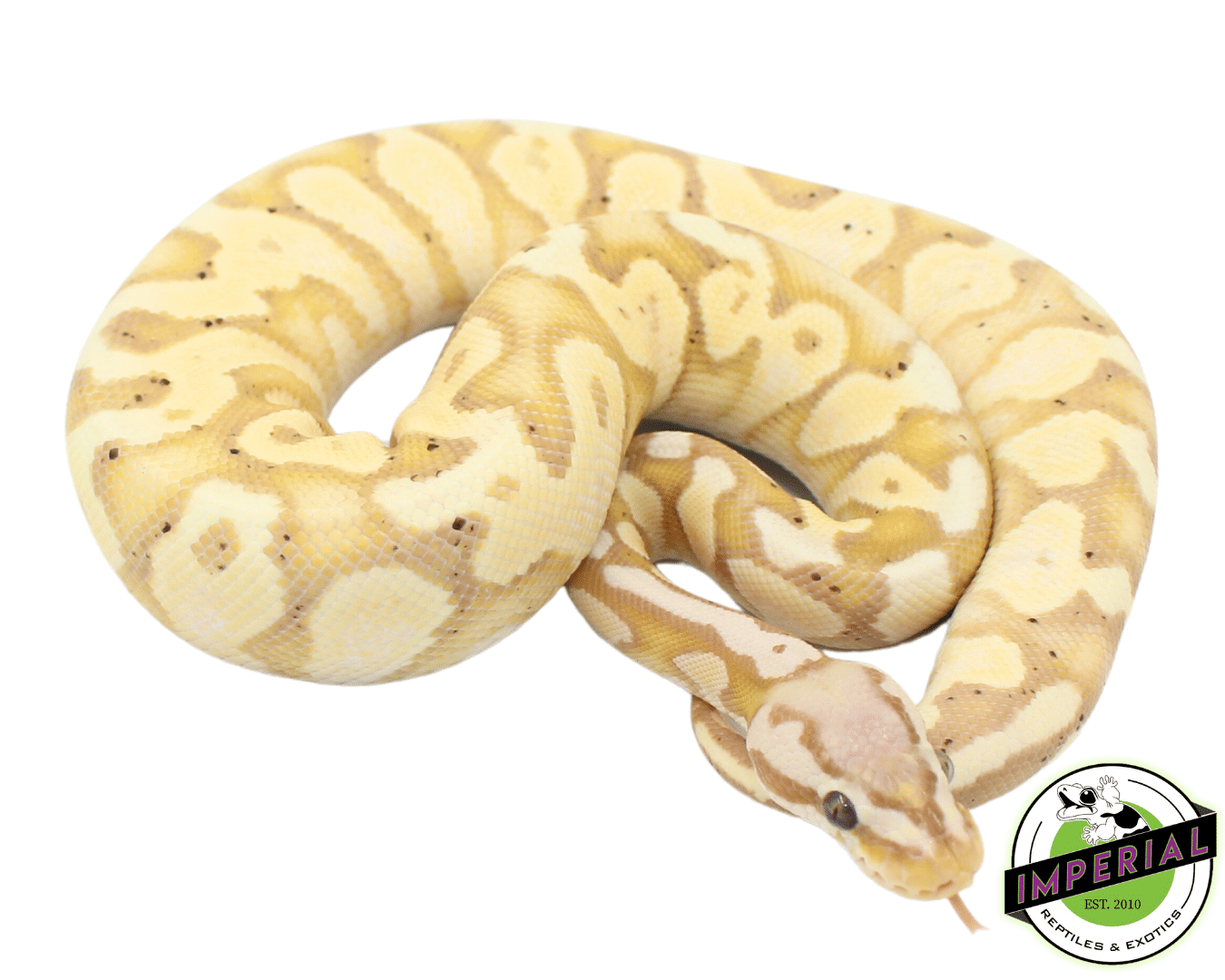 Banana Pastel Yellowbelly Ball Python — image 2