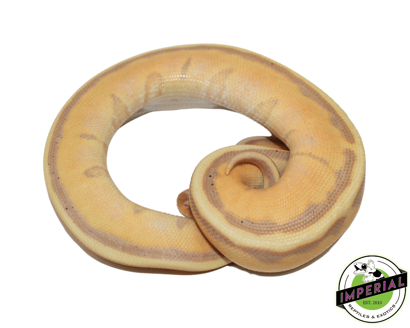 Banana Stripe Ball Python — image 2