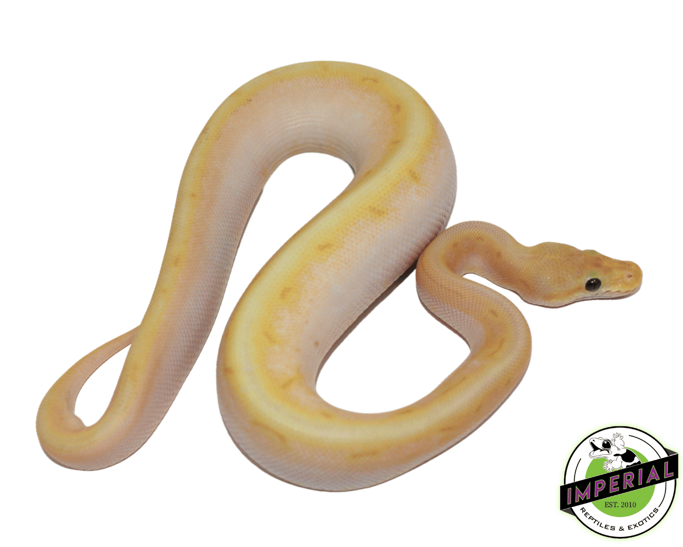 Banana Super Enchi Spinnerblast Ball Python