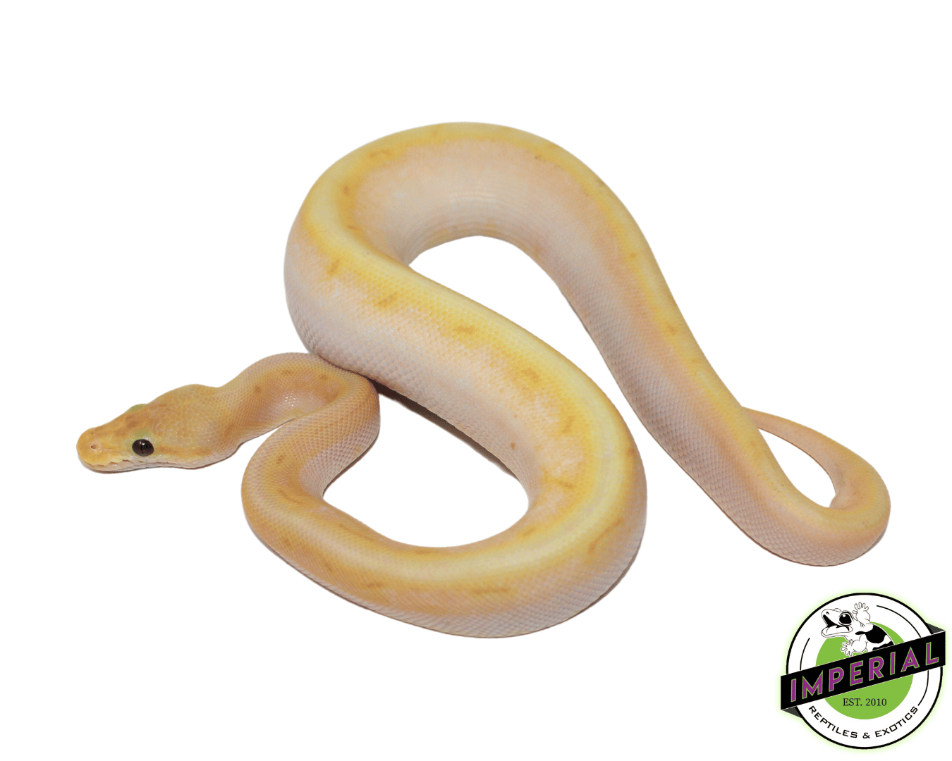Banana Super Enchi Spinnerblast Ball Python — image 2