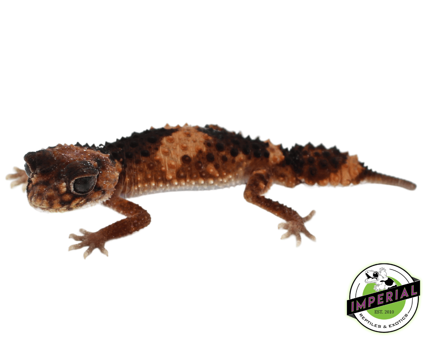 Banded Knob Tail Gecko — image 2