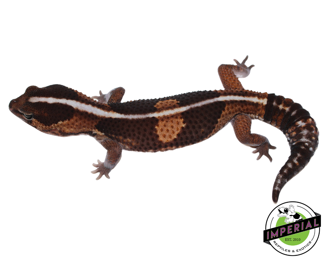 Batman African Fat Tail Gecko — image 2