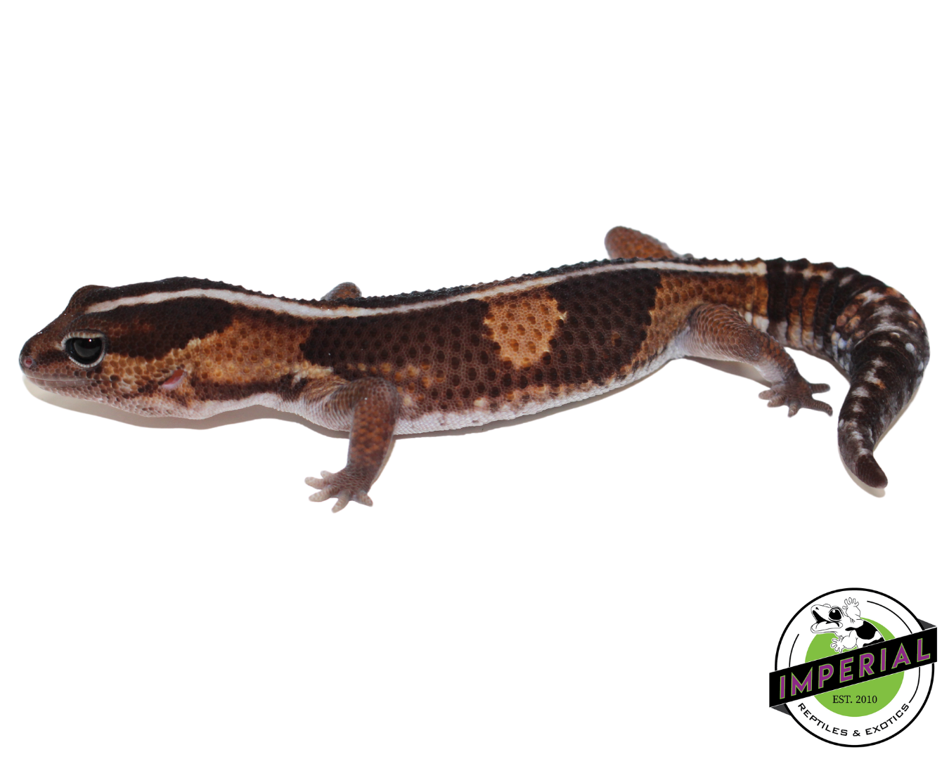 Batman African Fat Tail Gecko — image 3