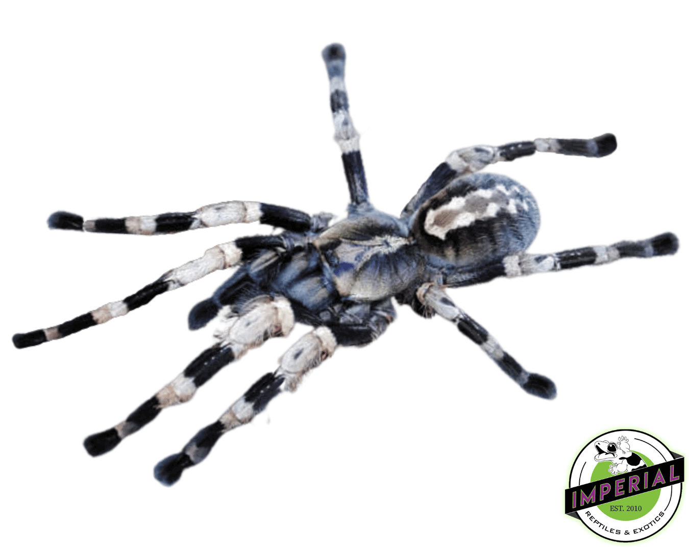 Bengal Spotted Ornamental Tarantula (Poecilotheria miranda)