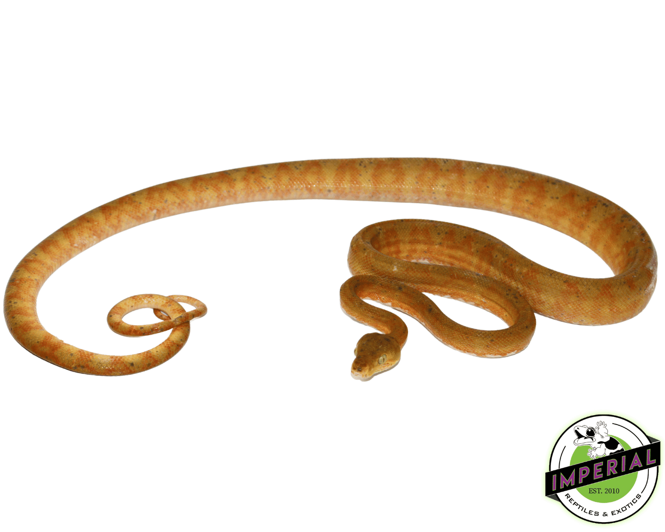 Bi-Color Amazon Tree Boa