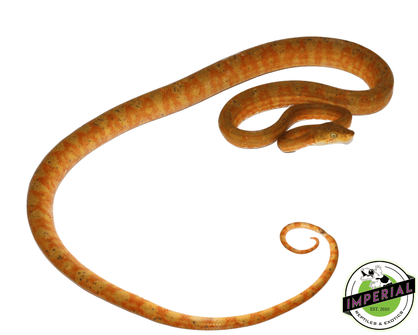 Bi-Color Amazon Tree Boa — image 2
