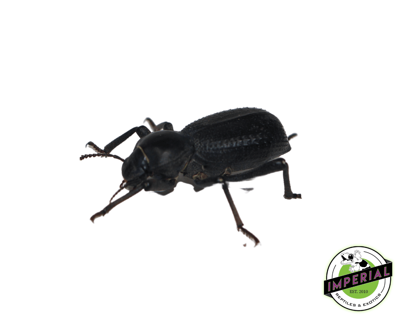 Black Death Feigning Beetle