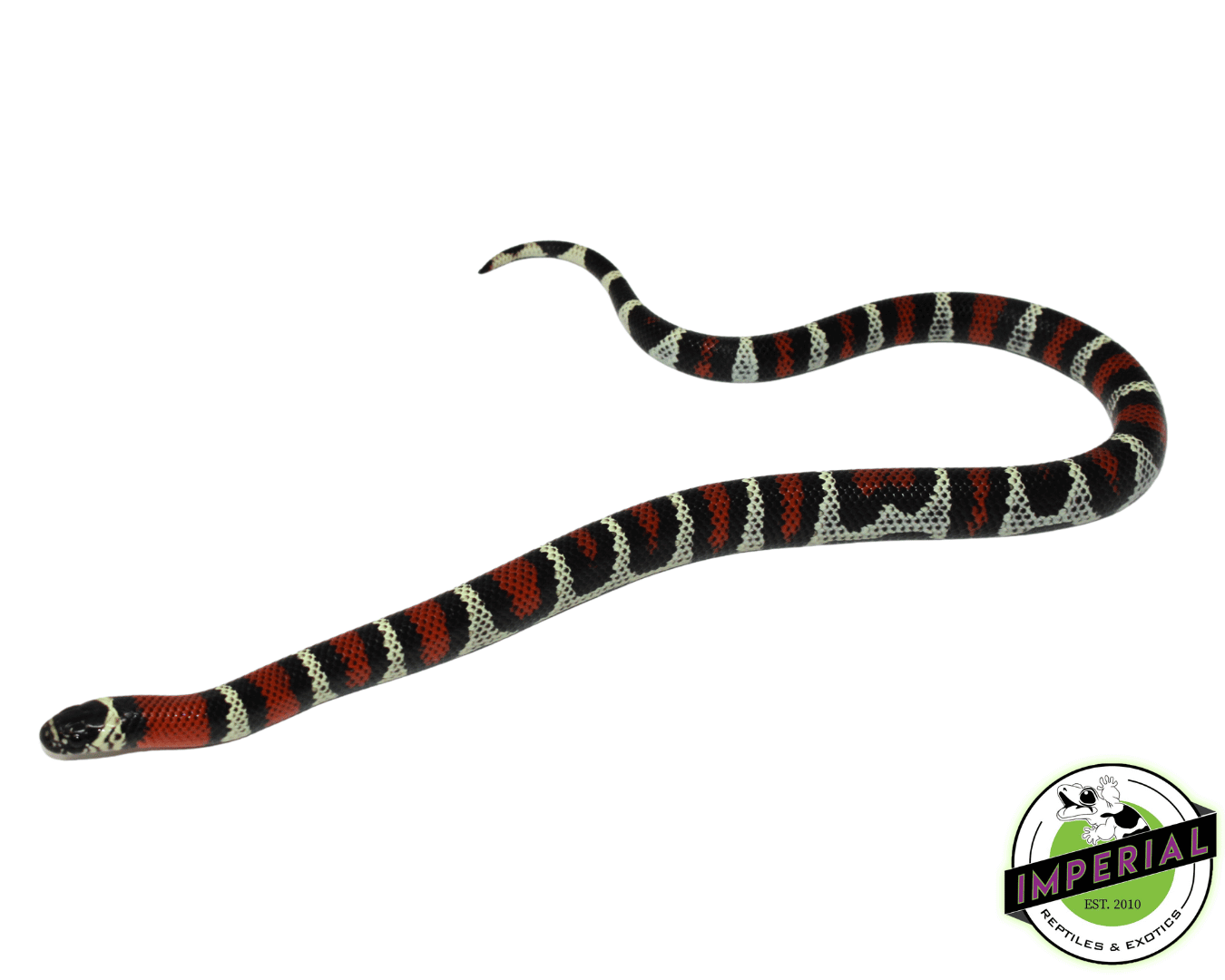 Black Milk Snake Baby — image 2
