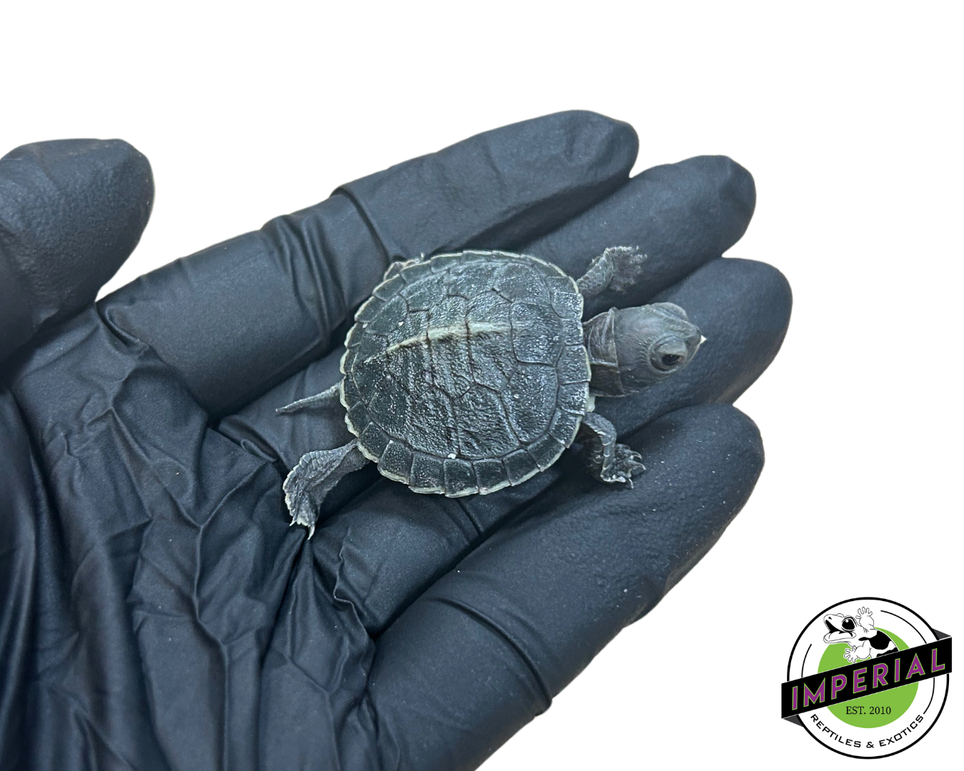 Black Pearl Red Ear Slider Turtle Baby