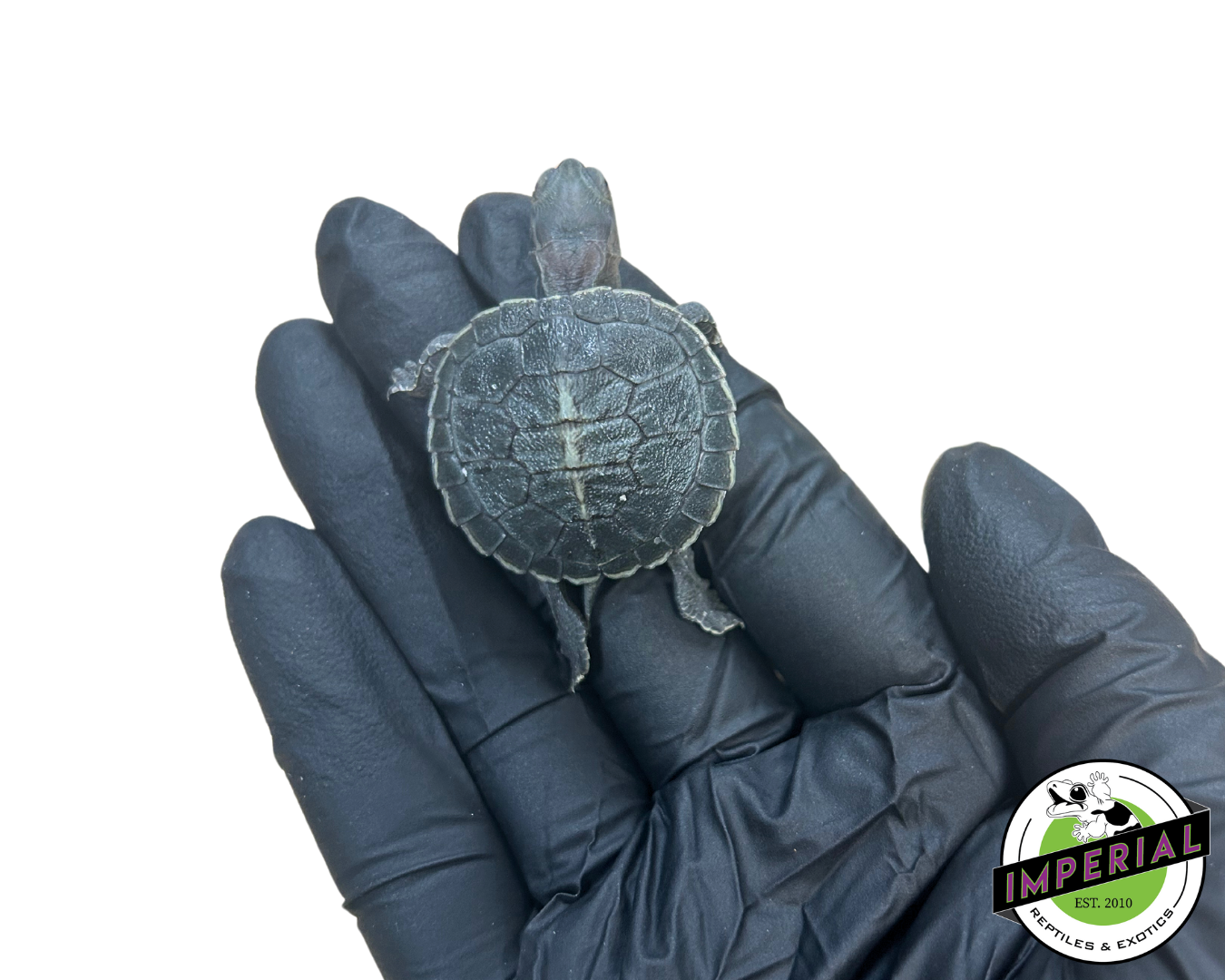 Black Pearl Red Ear Slider Turtle Baby — image 2