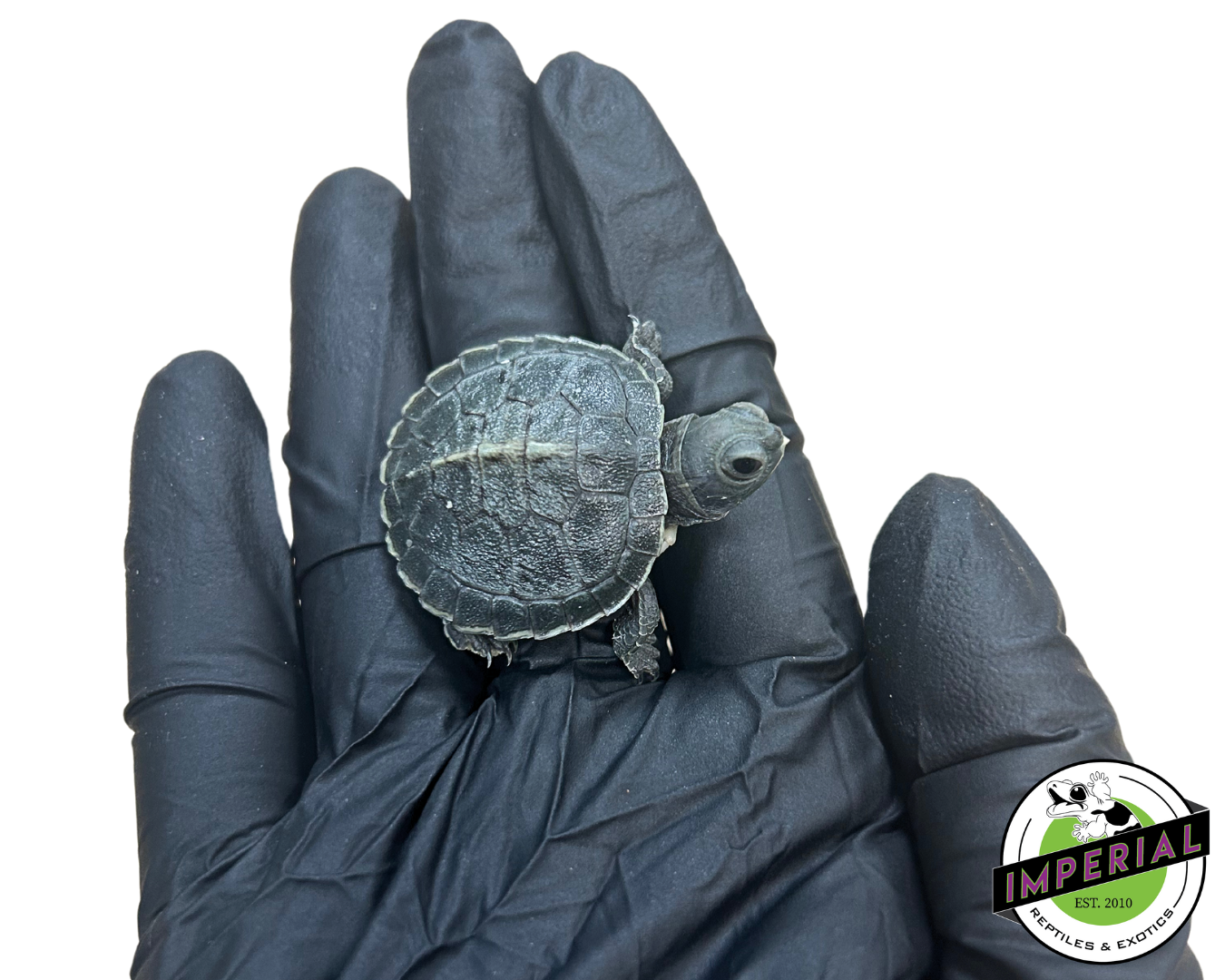 Black Pearl Red Ear Slider Turtle Baby — image 3