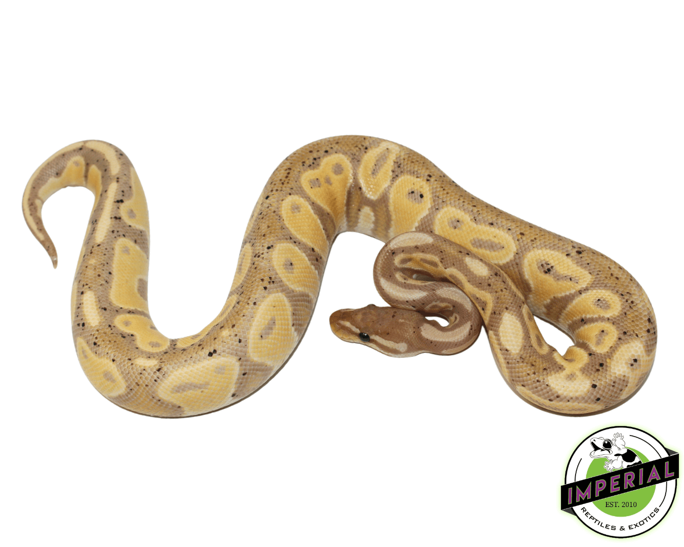 Blackhead Banana Ball Python — image 2