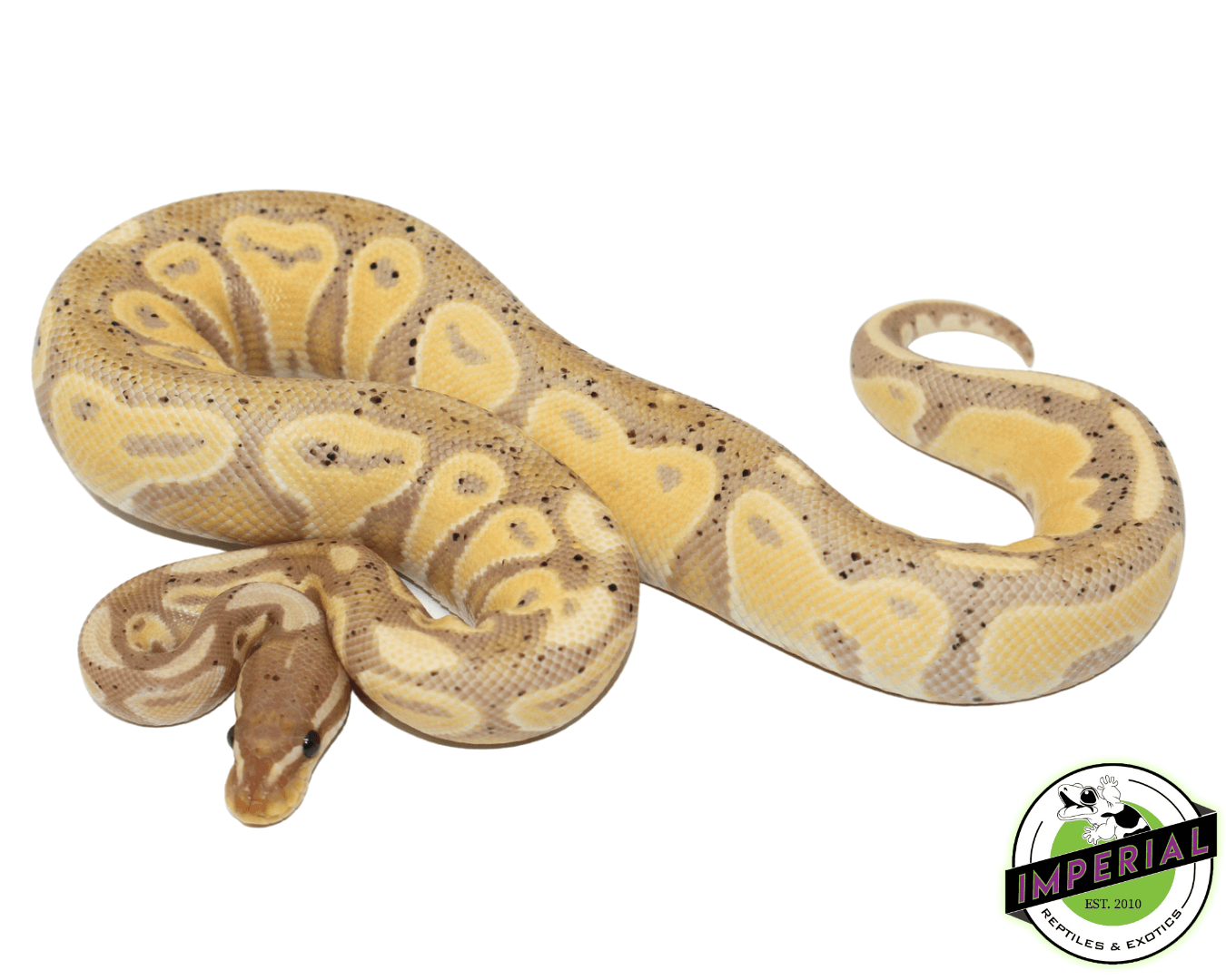Blackhead Banana Ball Python