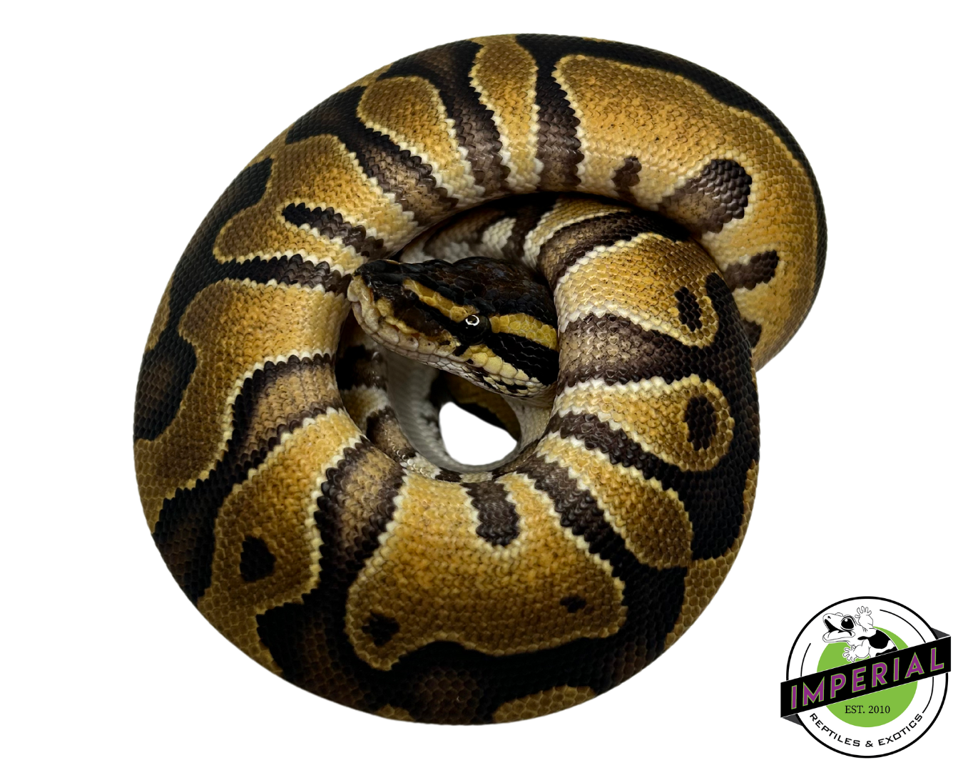 Blackhead Enchi Ball Python — image 2
