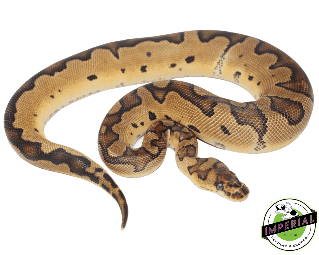 Blade Clown Ball Python