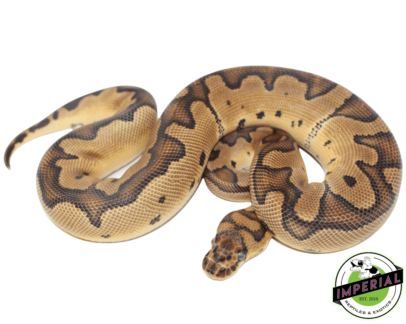Blade Clown Ball Python — image 2
