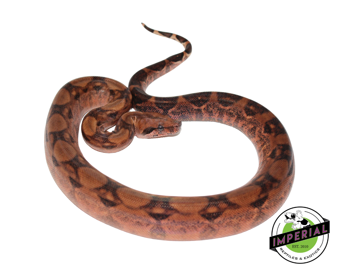 Blood Hypo Colombian Boa Male (#21525-01)