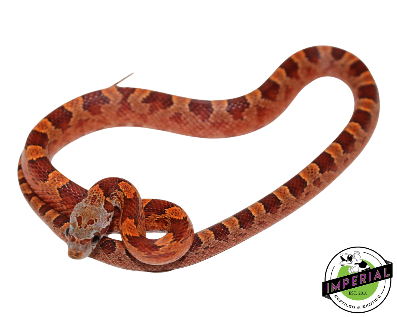 Blood Red Corn Snake Male (#11524-07)