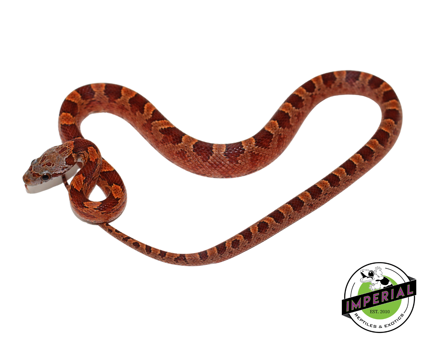 Blood Red Corn Snake Male (#11524-07) — image 2