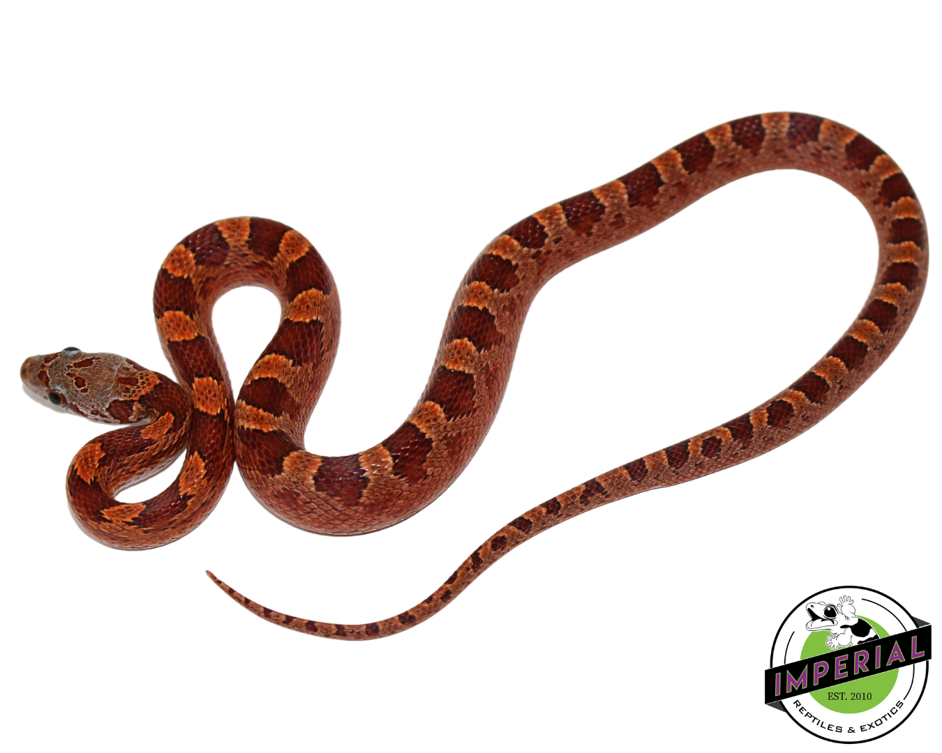 Blood Red Corn Snake Male (#11524-07) — image 3