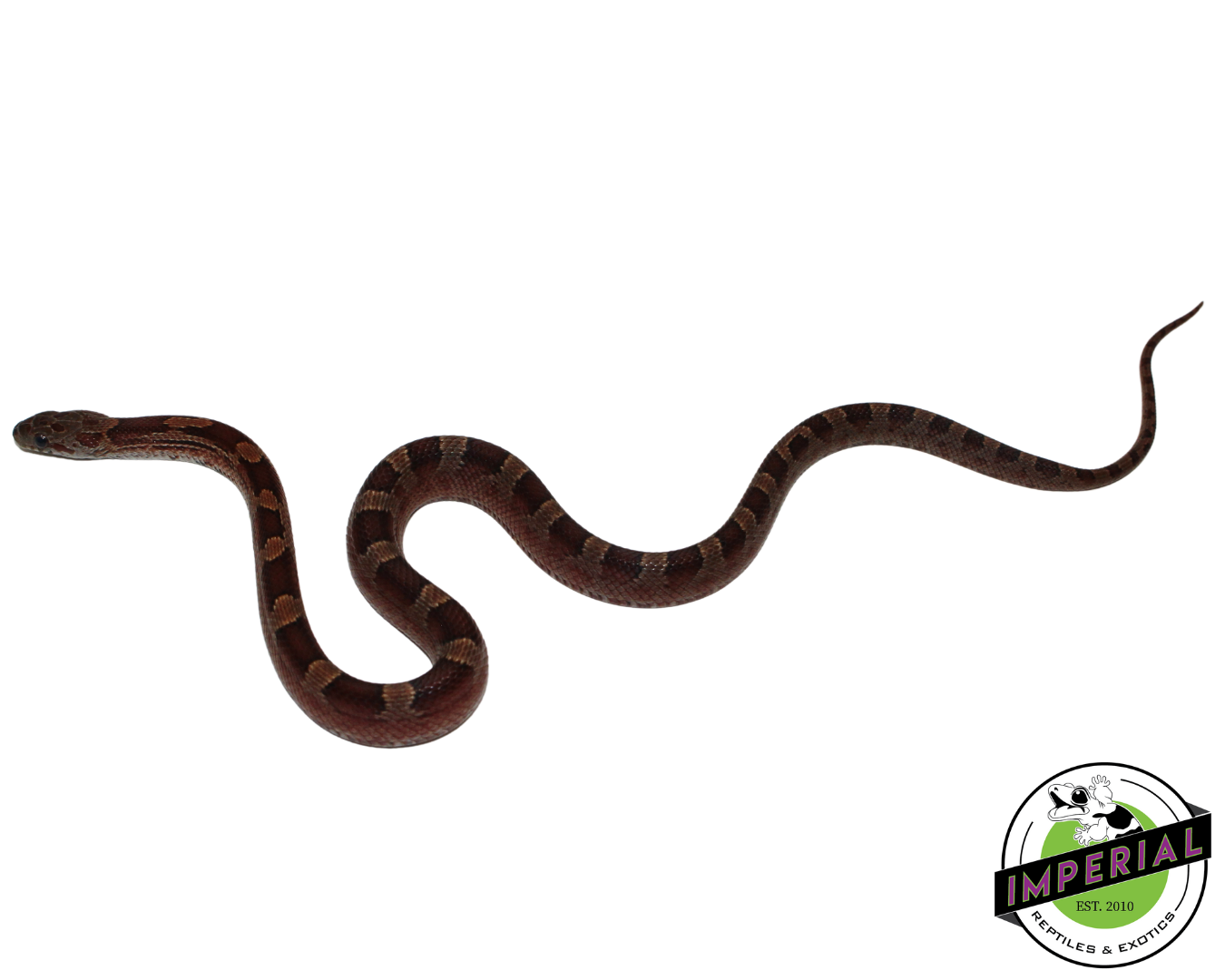 Blood Red Corn Snake Male (#11524-08)