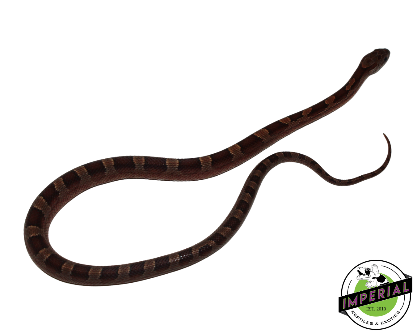 Blood Red Corn Snake Male (#11524-08) — image 2