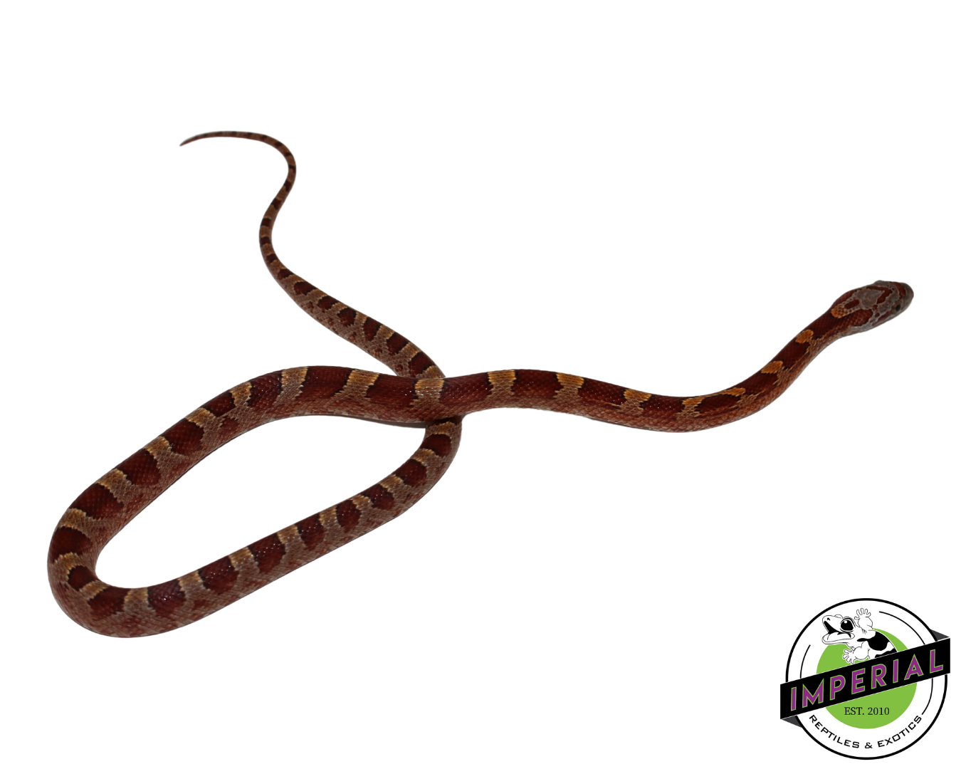 Blood Red Corn Snake Male (#11524-09)