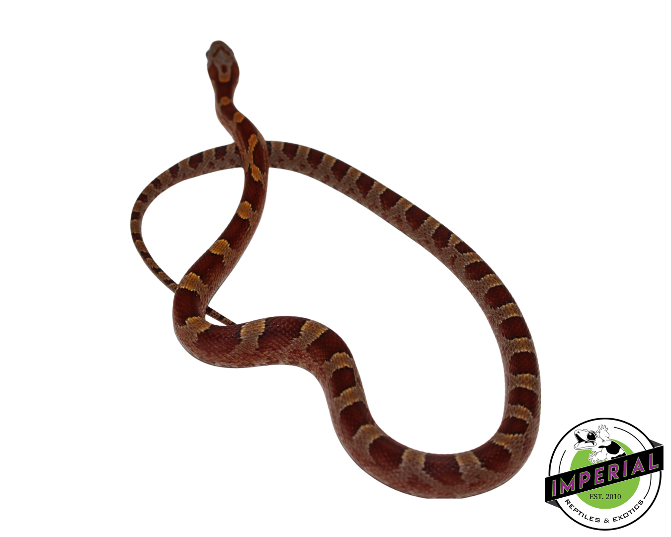 Blood Red Corn Snake Male (#11524-09) — image 2
