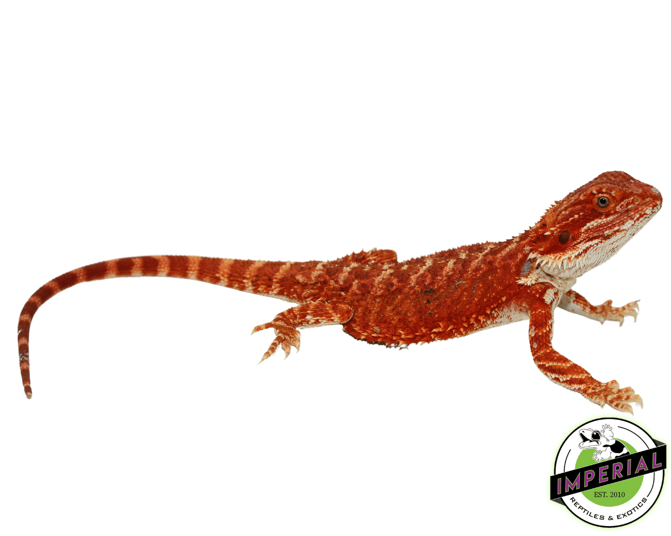 "Bloodshot" Extreme Red Hypo Bearded Dragon Male (#101723-03)