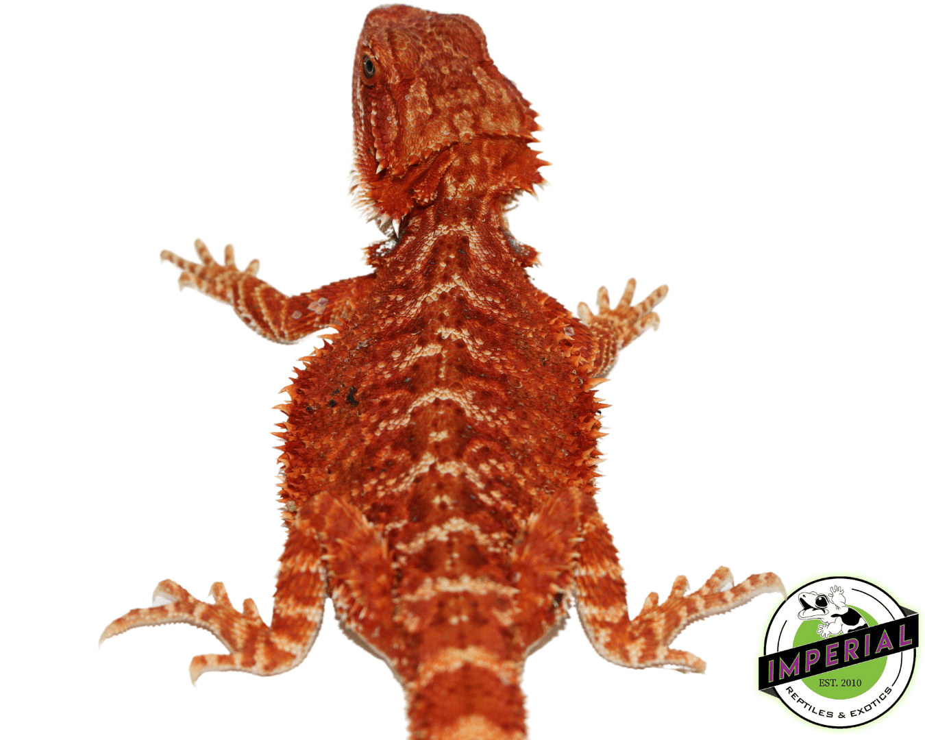 "Bloodshot" Extreme Red Hypo Bearded Dragon Male (#101723-03) — image 2