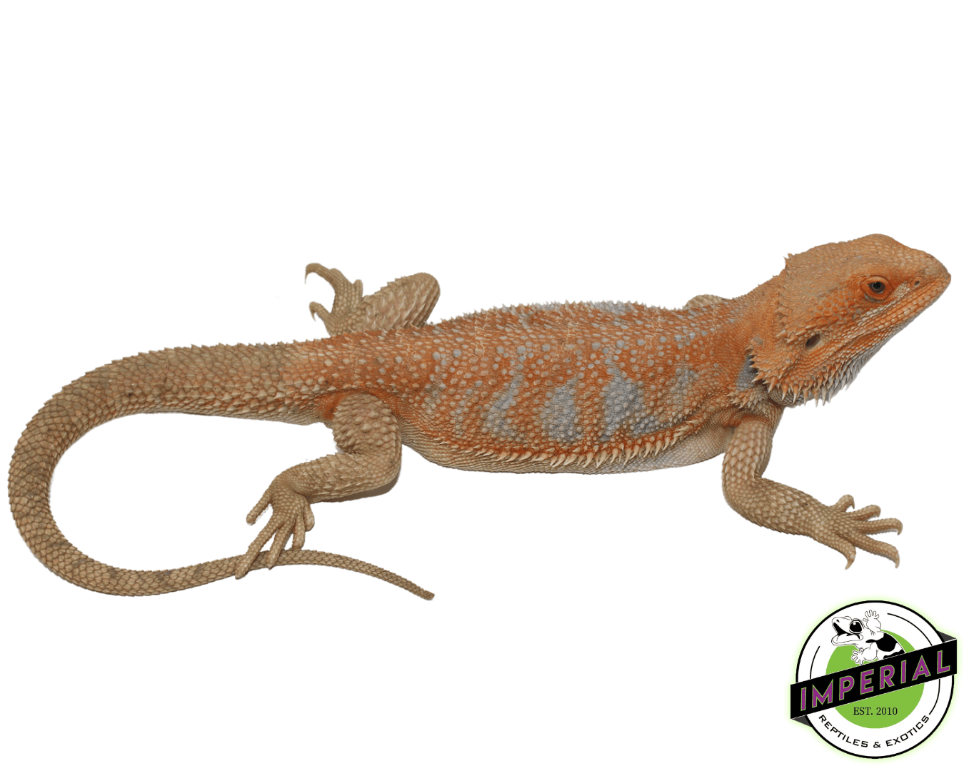 Blu-Tang Hypo Bearded Dragon Young Adult Male
