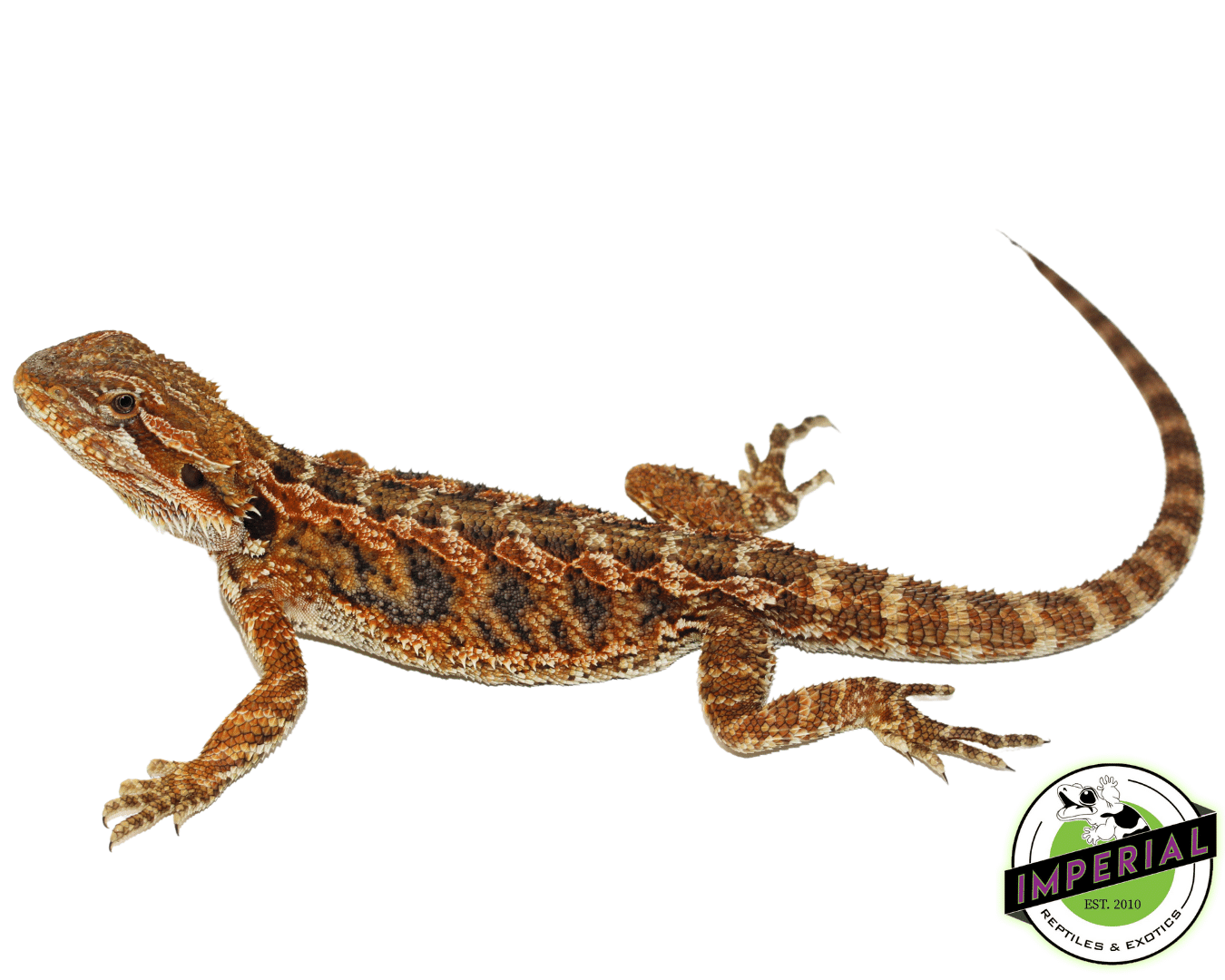 Blue Bar Citrus Bearded Dragon
