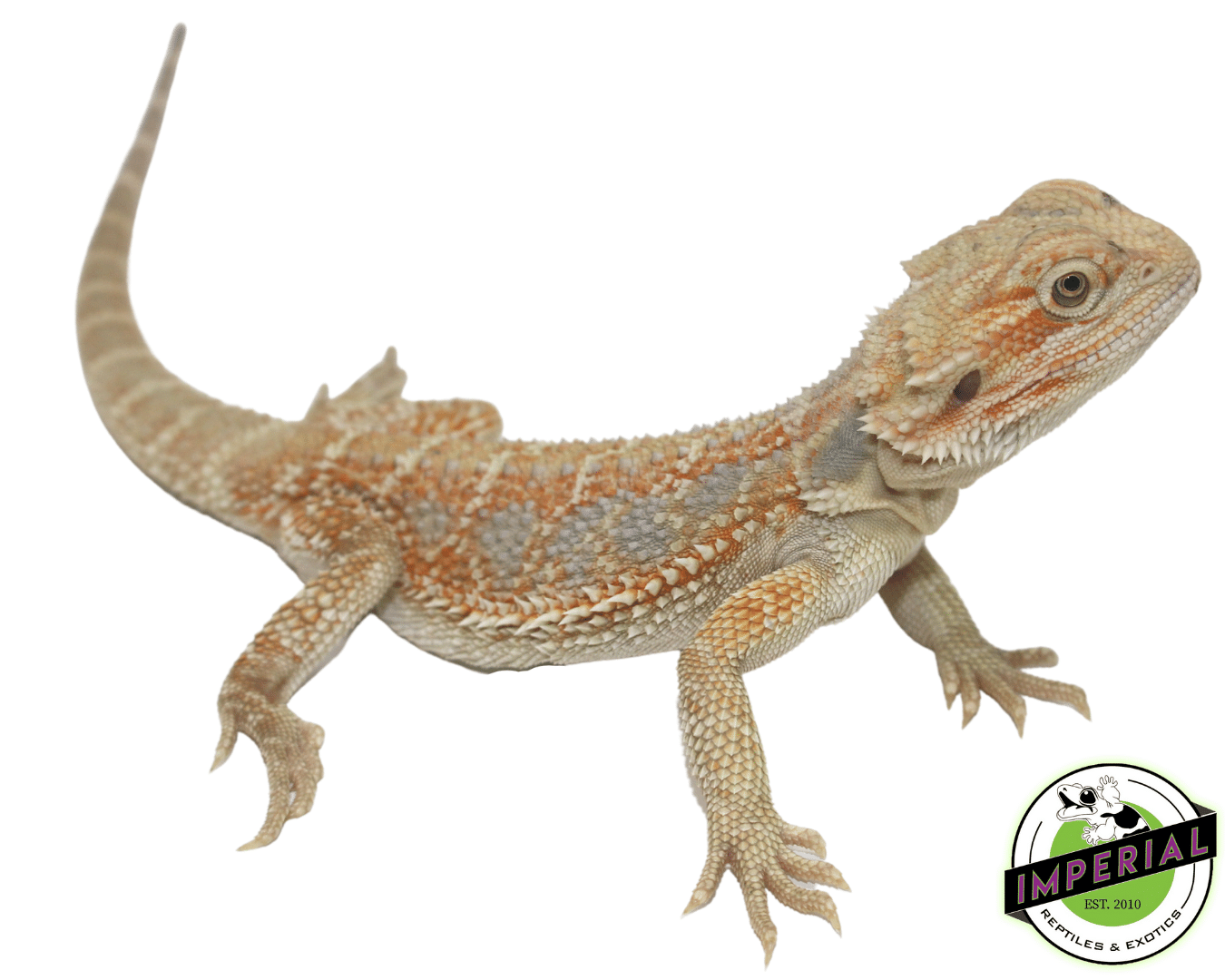 Blue Bar Orange Hypo Bearded Dragon