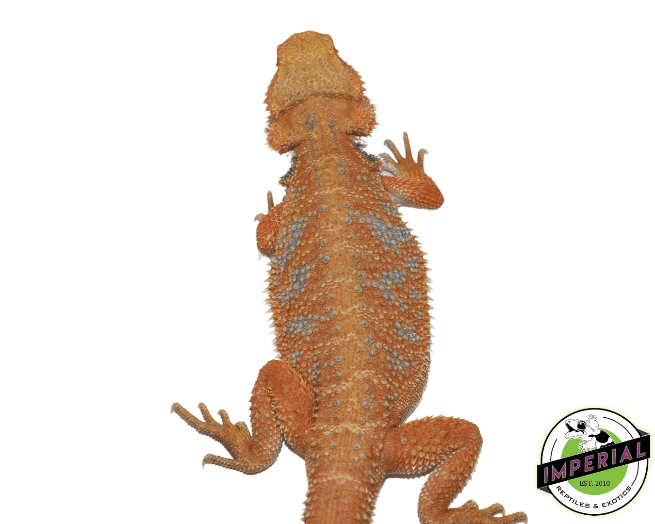 Blue Bar Sunrise Bearded Dragon Young Adult Female — image 2